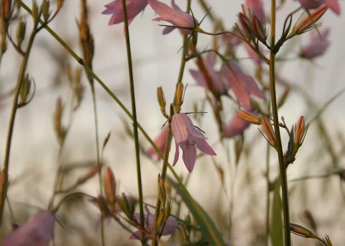 Haeusla